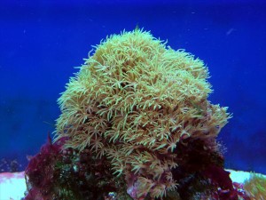 サンゴ‐スターポリプ