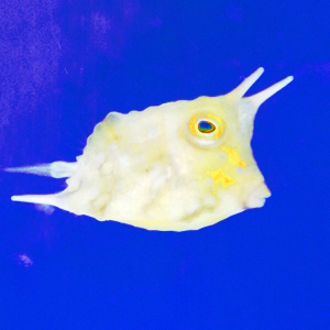 コンゴウフグ